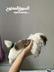  7 شيتزو ميني للبيع shihtzu mini for sale