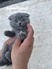  4 قطط سكوتش فولد بيور عمر شهر ونص