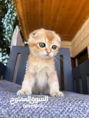  3 قطط سكوتش فولد للبيع