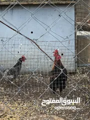  9 جايه وديك بلدي للبيع