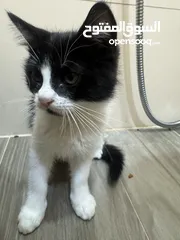  1 Cat for adoption