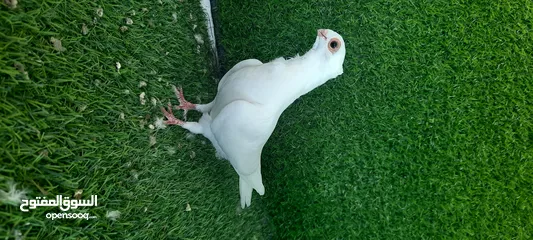  2 فحل وفراخ وطيره شغاله