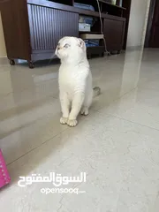  16 قط سكوتش فولد ذكر  Scottish fold male