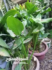  6 نباتات زينة