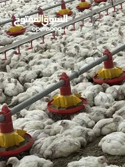 30 تجهيز وبناء مزارع الدواجن المغلقة