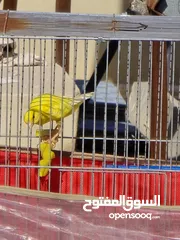  6 ذكر كنار بندوق ليموني  بجنن
