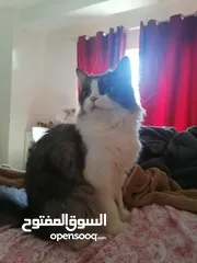  4 Turkish female cat for sale