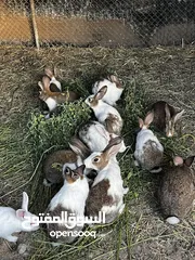  3 أرانب عمانيات للبيع عمر شهر إلى شهر ونص
