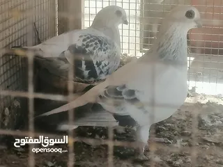  21 حمام للبيع