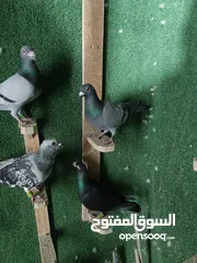  10 حمام مشكل بسعر حرق