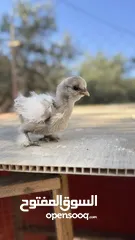  3 صيصان قطني وبراهمي للبيع