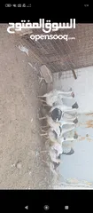  3 فراخ وز للبيع