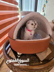  8 بيور سكوتش فولد للبيع