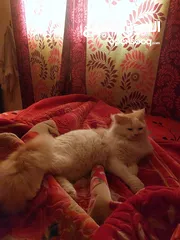  3 pershian male cat