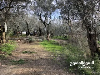  5 Town House with stunning view at the seaside in a garden with olive trees