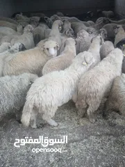  7 بفضل الله يتوفر لدينا خاروف روماني + خاروف بلدي +عبور بلدي   جميع الوزان