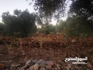  1 ارض مميزة للبيع في جيوس مساحات متعددة طابو منطقة بي..