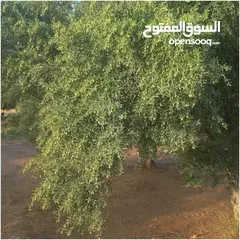  1 نادره  شرق جرش