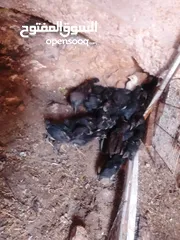  3 صيصان اجاج بلدي .