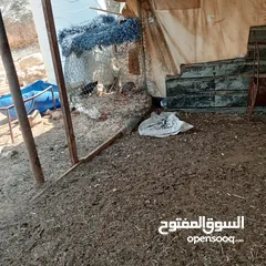  4 فراخ للبيع السلط