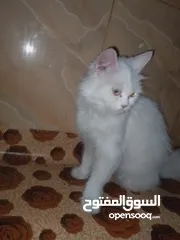  1 بزون شيرازي للبيع