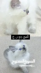  1 قطة منزلية صغيرة