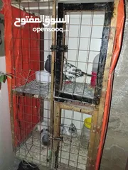  2 جوزين حمام مع الخشه