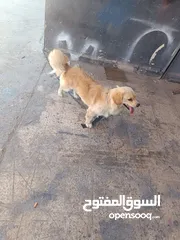  1 كلب مكسيكي شيواوا للاستفسار