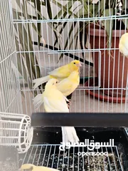  1 جوز وتر سلاجر معهم ثلث فراخ