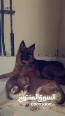  1 German Shepherd Original جيرمن شيبرد اصلي