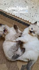  1 cat Hamalaya kitty's for sale