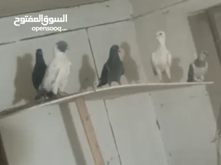  12 بسم الله ما شاء الله طيور كامل للبيع البيع كامل اقرا الوصف جيدا