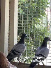  4 Zaji racing pigeons حمام الزاجل ،