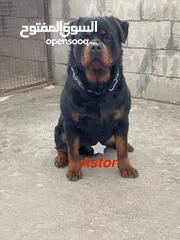  1 Rottweiler 4sale روت وايلر للبيع