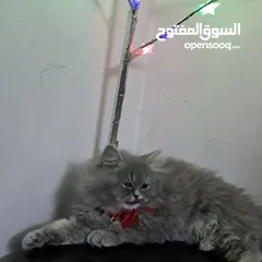  2 قطة منزل للبيع
