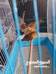  1 انثى كنار. ماوردي. وابنها مخلف