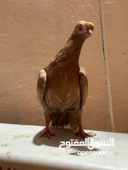  2 حيونات للبيع