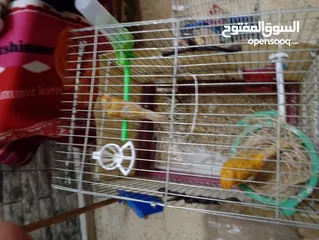  4 عصافير كنتر مفتلات وشغلات