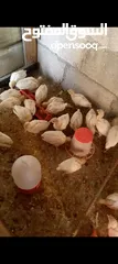  3 صوص حبش ابيض هولندي جامبو