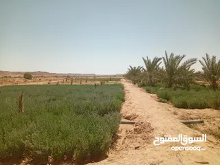  2 للبيع مزرعة في سيوة