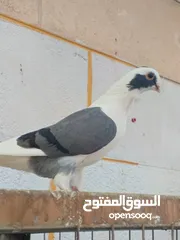  18 تشكيلة حمام مع جوز انجليزيات صفر نخب