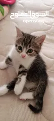  1 بيع قطط بدون مقابل