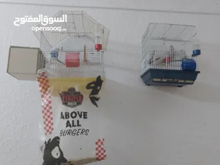  2 طيور حب للبيع في اربد الرجاء الاتصال على الرقم يلي داخل الاعلان