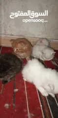  4 اربع قطط صغار مع الام . شيرازي للبيع