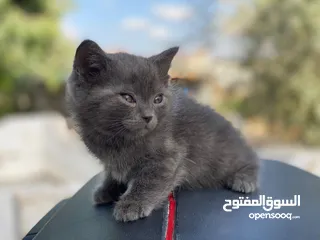  5 مكس الام بريتش الأب سكوتش