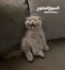  3 أنثى سكوتش فولد