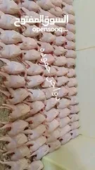  1 سلام عليكم ورحمه الله وبركاته  يتوفر الدا دواجن حموده  جميع نواع الطيور