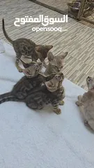  11 Pure kittens