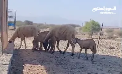  1 جاعدتين تهجين سوداني حمري ، وحملتين وحمل تهجين سواكني