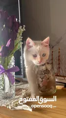 4 قط همالايا اورانج عمر 6 شهور